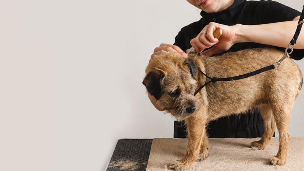 Hand stripping being performed on a wire-coated terrier at Hound Pet Salon, Kimberley