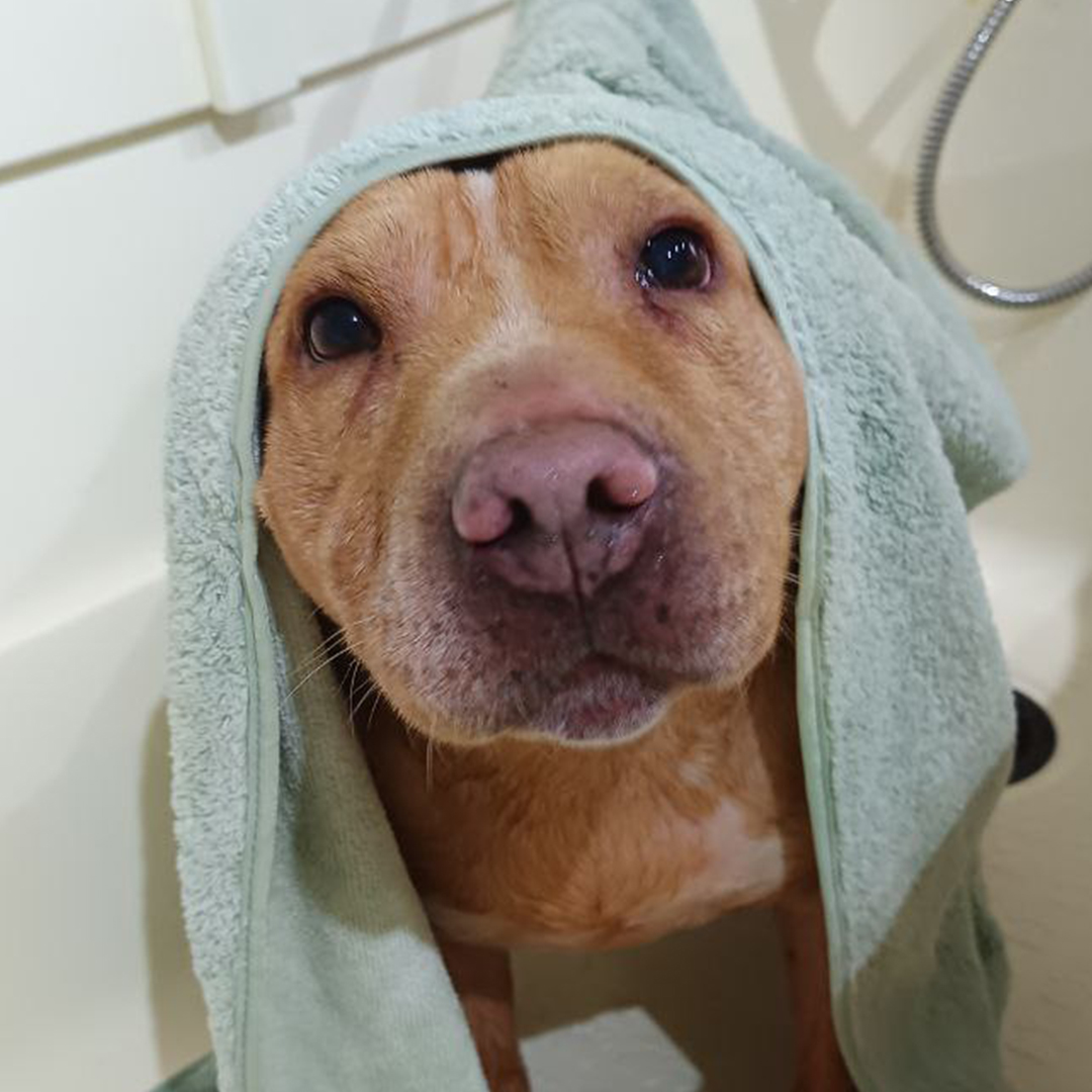 Sharpei-x-Staffordshire Bull Terrier